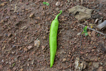 Banana Pepper, Paprika, Garden Pepper, Chili Pepper, Chili Plant, Red Pepper 
