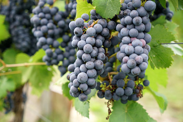 wine in the danube valley