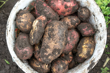 Freshly Picked Home Grown Organic Potatoes Solanum tuberosum from an Allotment in a Vegetable Garden in a Green Plactic Bucket.