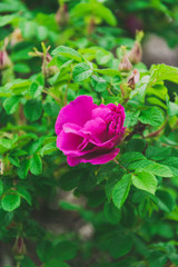 wild pink rose in green leaves of a bush