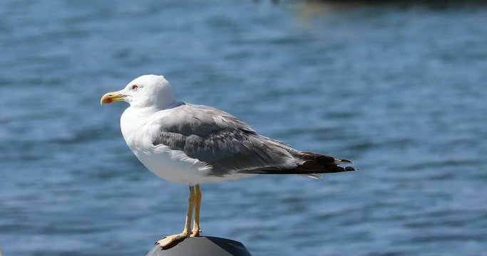 Seagull On Boat Engine, Blue Waves Of The Sea On The Background. Close Up View - DCi 4K Video