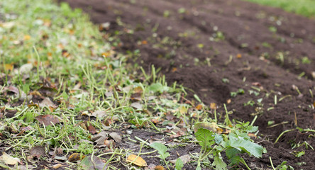 A piece of land half tilled after sideration with rape plant, empty mockup background for your design, copy space, closeup, autumn agriculture farming concept