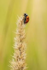 Ladybug sitting on the dry plant