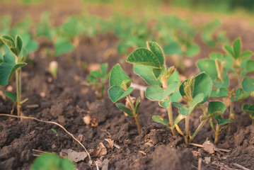 Shoots of green beans sprouts on field close up