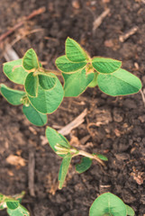 Shoots of green beans sprouts on field close up