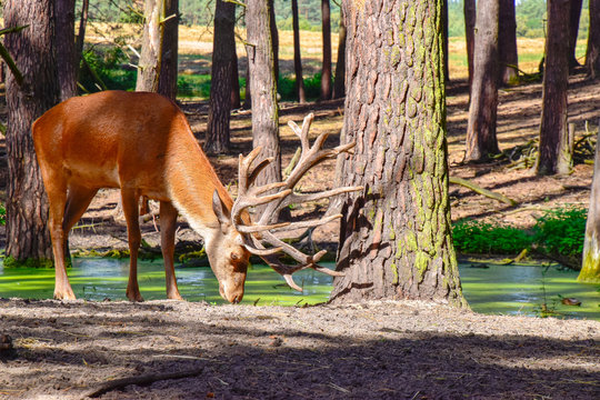 Rothirsche in der Natur im Wald