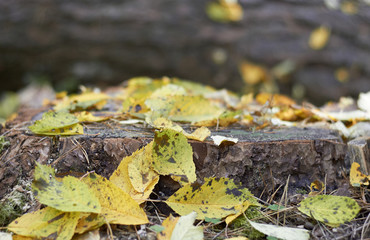 Empty space on autumn forest stub covered with fall leaves on blured background, design mockup for seasonal cocnept
