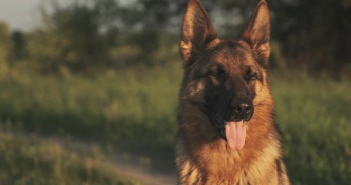 German shepherd dog on the grass. Cute German shepherd posing on the nature. Closeup  portrait of a big dog outdoors, soft focus. Slow motion.