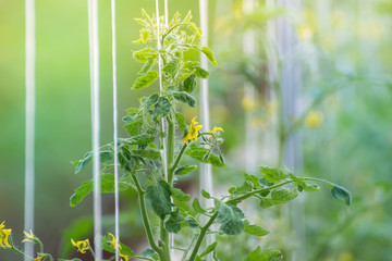Tree of tomatoes in farms.tomatoes field.