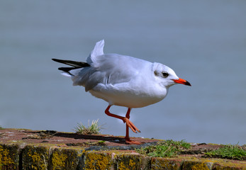 Mouette rieuse