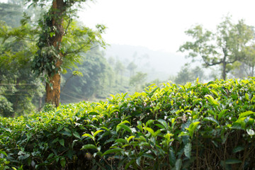 Nelliyampathy Tea Estate, Kerala