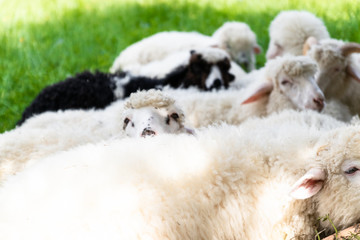 Cute clean fluffy lambs lie in the meadow and relax in the summer