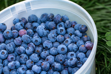 Bunch of berries in a bucket on grass © Mitch