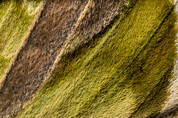 Closeup The Oleander Hawk Moth(Daphnis Nerii Moth)wing, butterfly wing detail of green texture background,nature green