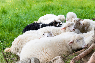 Naklejka premium Raised livestock. Farm for collecting wool for production. Flock of sheep lying in a green meadow