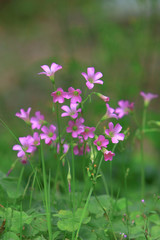Fototapeta na wymiar Oxalis violacea perennial plant of flower bed