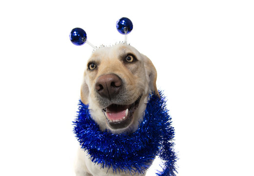 Dog celebrating new year, carnival party wearing a diadem with blue disco ball boppers like a alien and a tinsel garland.