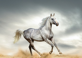 Obraz na płótnie Canvas Dapple gray arabian stallion