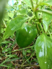 Mini Paprika an der Pflanze Gemüseanbau