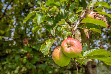 Tasty apples growing on an apple tree from close