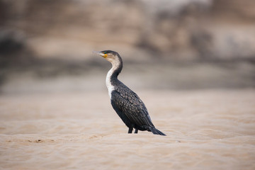 White breasted Cormorant bird sitting on a sandbank in an estuary in South Africa