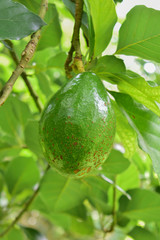 avocado tree, avocado from Thailand country