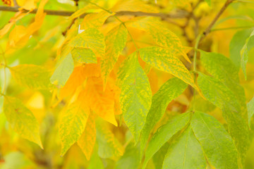 yellow and green Autumn Leaves Background nobody