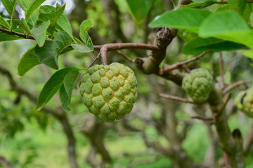 custard apple, custard apple from Thailand country