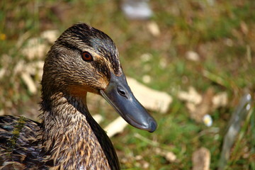 Wild duck portrait