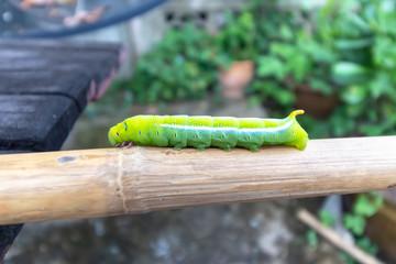 green caterpillar on the dry bamboo