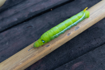 green caterpillar on the dry bamboo