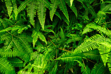 Abstract background of fern leaves. Light and shade in the morning.