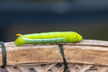 green caterpillar on the dry bamboo