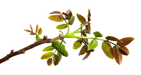 isolate walnut branch with buds and green leaves