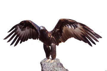 Majestic wedge-tailed eagle (Aquila audax) . The largest Australian eagle. Isolated on white...