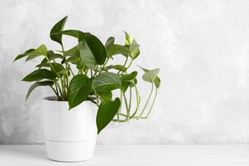 Devil's ivy in a white modern pot