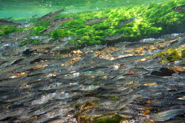 サケ稚魚の群れ