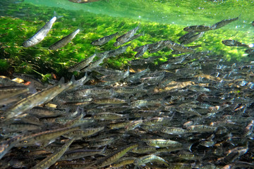 サケ稚魚の群れ