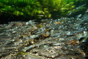 サケ稚魚の群れ