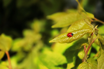 insect on a leaf of a tree. nature. green leaf.