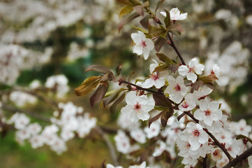 flowering tree. It's spring. white little flowers.