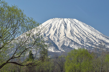 Fototapeta premium 羊蹄山の春