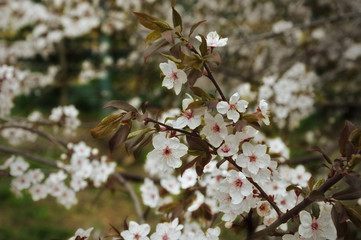 flowering tree. It's spring. white little flowers.