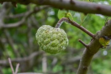 Fototapeta premium custard apple, custard apple from Thailand country