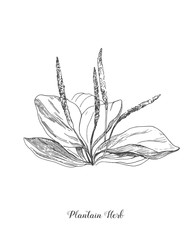 Plantain. Botanical Illustration. Medicinal plant wild field flower. Sketch.Hand drawn outline vector illustration, isolated floral elements for design on white background. © FoxyImage