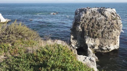 Beautiful Seascape and Sea Birds. Large Group of Brown Pelicans and Cormorants. View from Margo Dodd Park Beach, Pismo Beach Area, California Coastline
