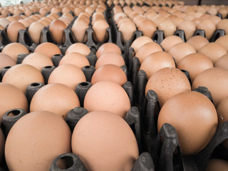 Many eggs lay on the panel.