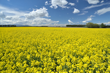 Obraz premium 菜の花畑