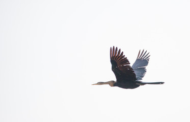 Close up image of an african darter bird in an estuary in south africa