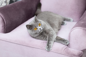 British Shorthair cat sitting on the couch and looking at us, cute curious cat, a portrait of a cat with bright eyes and fluffy hair